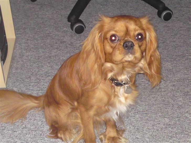 Cavalier king charles spaniel Swiffer - her sidder jeg pænt. billede 3