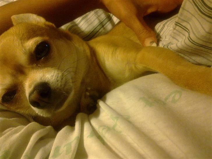 Chihuahua Challenge billede 11