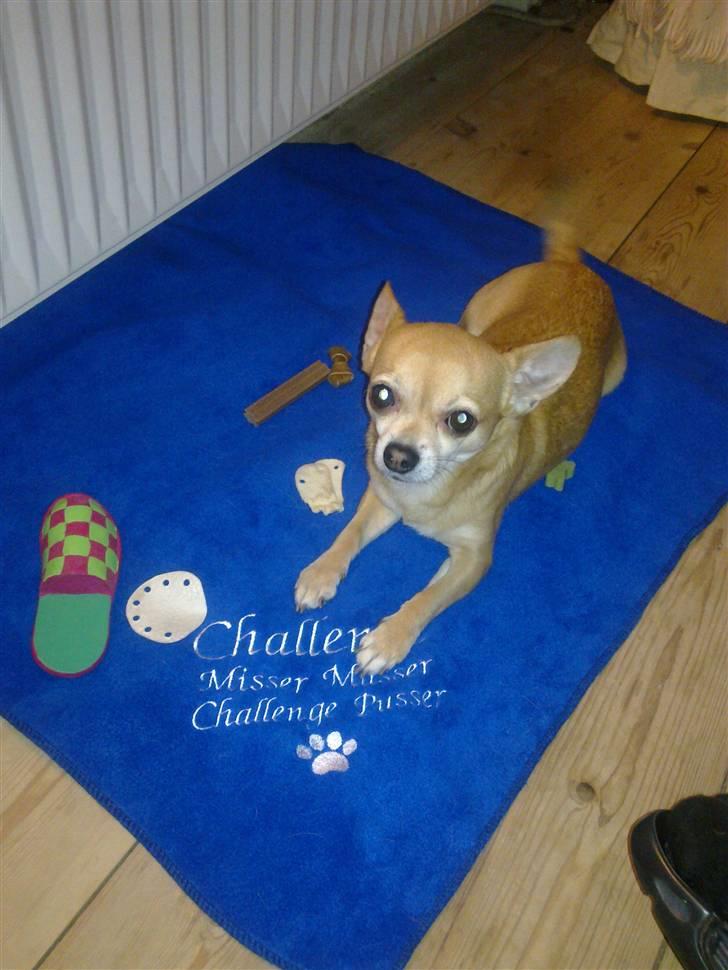Chihuahua Challenge billede 13