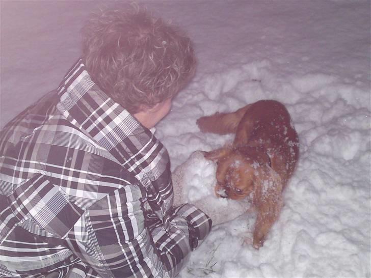 Cavalier king charles spaniel Swiffer - elsker at lege i sne. billede 4