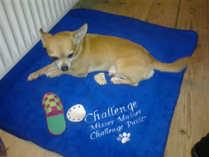 Chihuahua Challenge billede 14