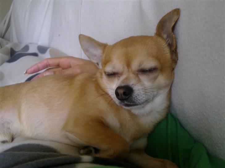 Chihuahua Challenge billede 15