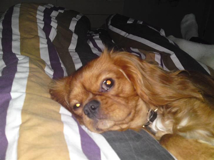 Cavalier king charles spaniel Swiffer - putter i mors seng billede 5