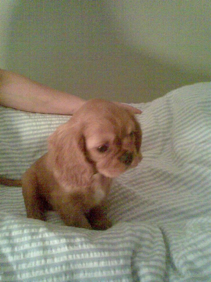 Cavalier king charles spaniel Swiffer - mig som hvalp billede 6