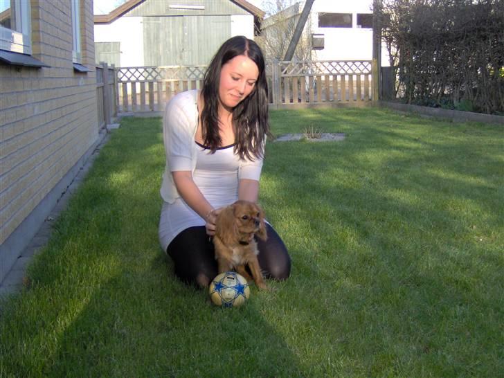 Cavalier king charles spaniel Swiffer - swiffer i haven billede 7