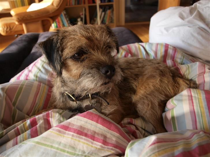 Border terrier Mille billede 1