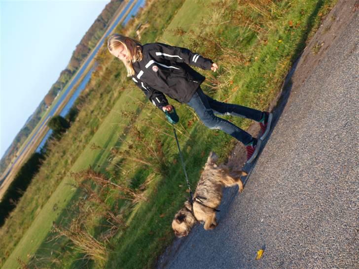 Border terrier Mille billede 2