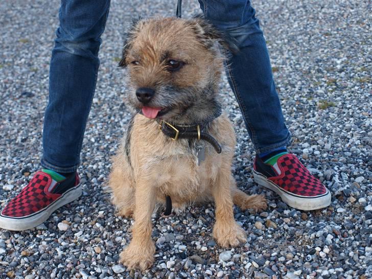 Border terrier Mille billede 3