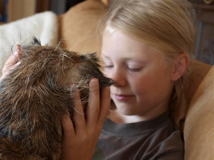 Border terrier Mille billede 4