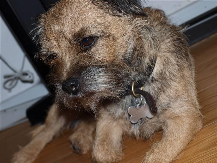 Border terrier Mille billede 5