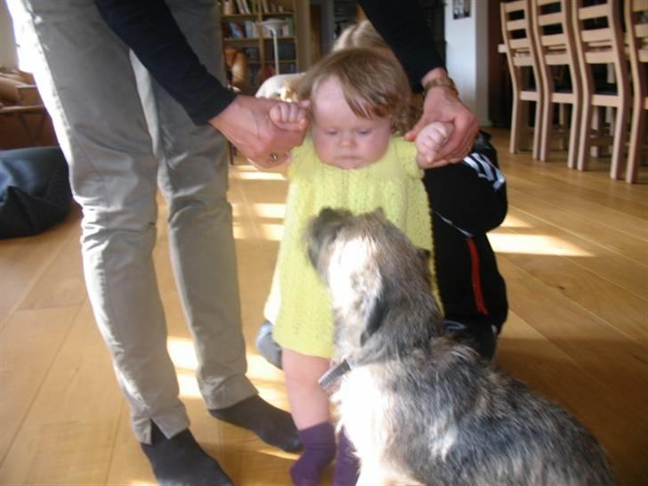 Border terrier Mille billede 6