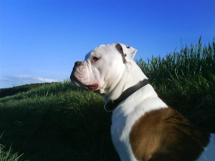 Olde english bulldogge Østergaards Six Pence - Østergaard´s Six Pence - Kaldet Elvis billede 1