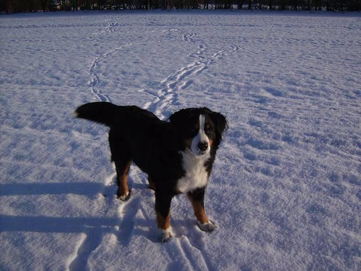 Berner sennenhund Nanna billede 1