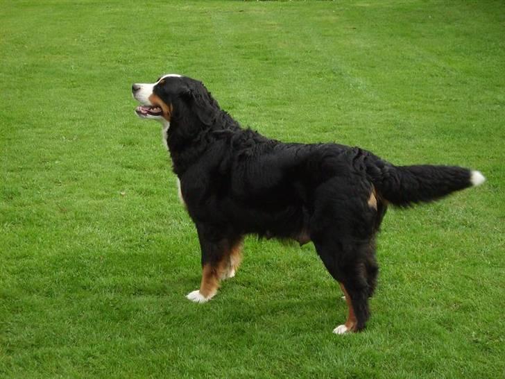 Berner sennenhund Nanna billede 2