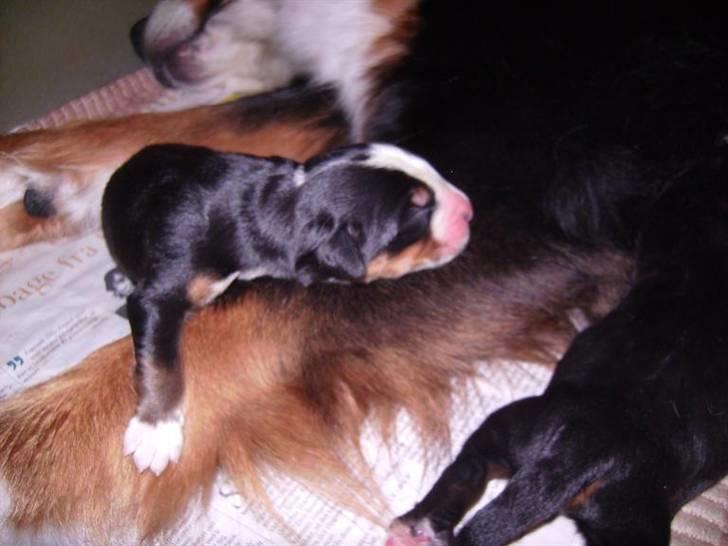 Berner sennenhund Nanna billede 3