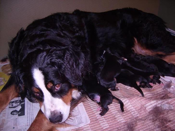 Berner sennenhund Nanna billede 4