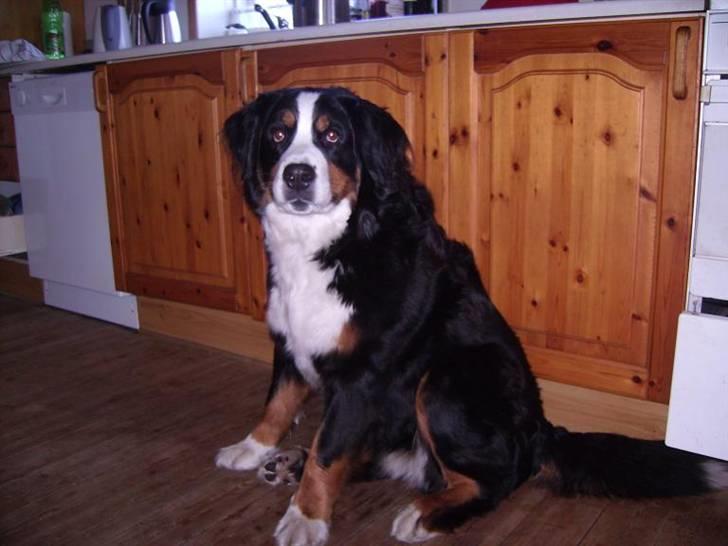 Berner sennenhund Nanna billede 5