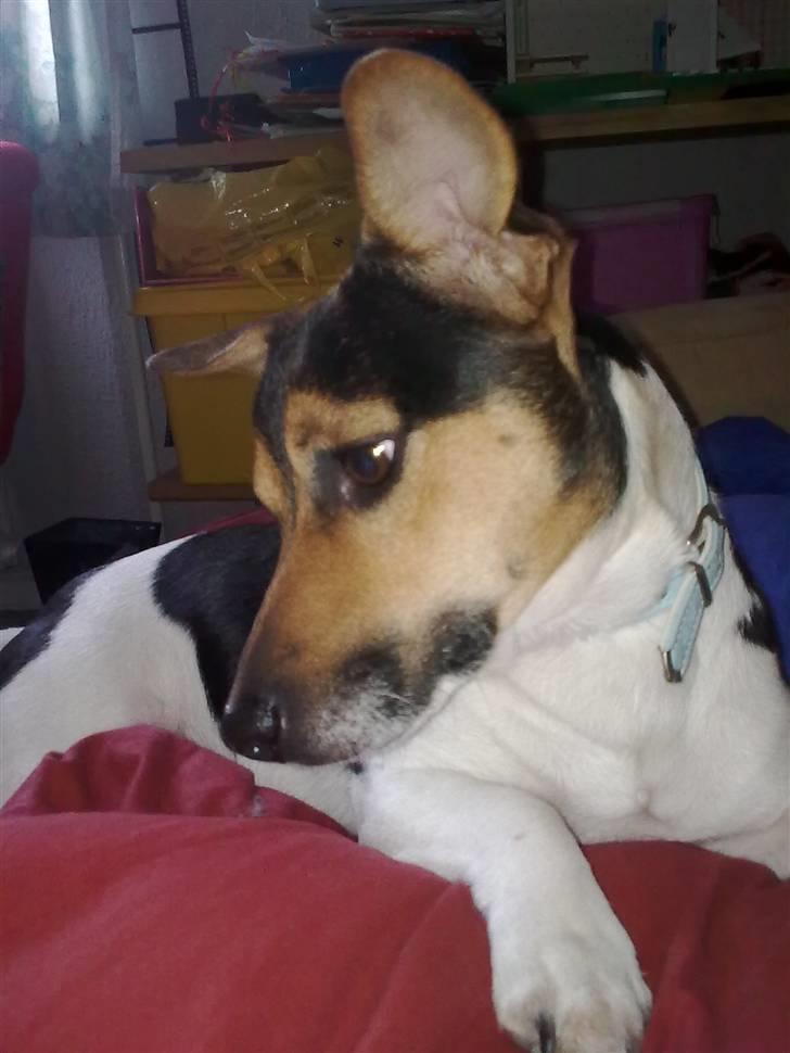 Jack russell terrier Gismo billede 1