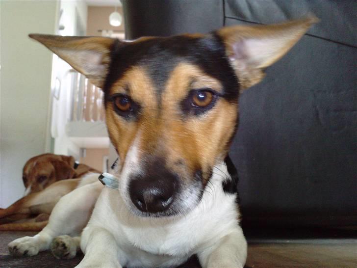 Jack russell terrier Gismo billede 2