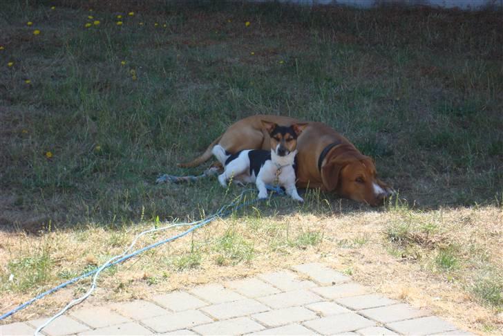 Jack russell terrier Gismo billede 3