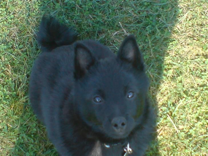 Schipperke Sylvester - Hej med dig. billede 5