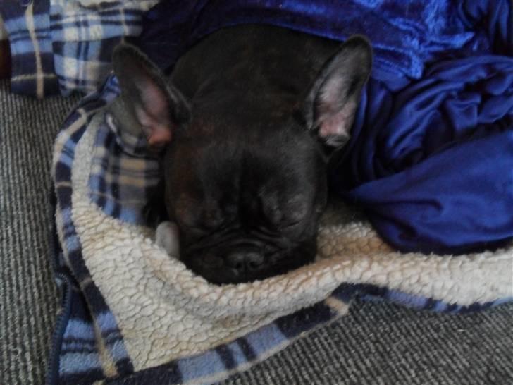 Fransk bulldog Buster R.I.P billede 11