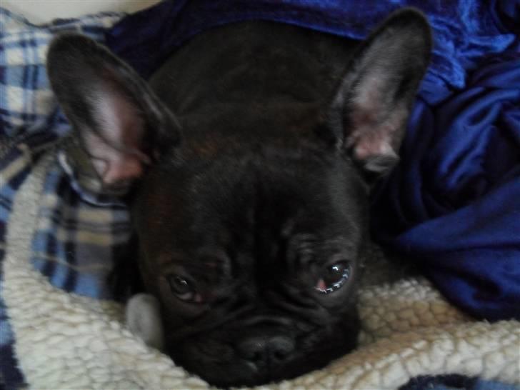 Fransk bulldog Buster R.I.P billede 12