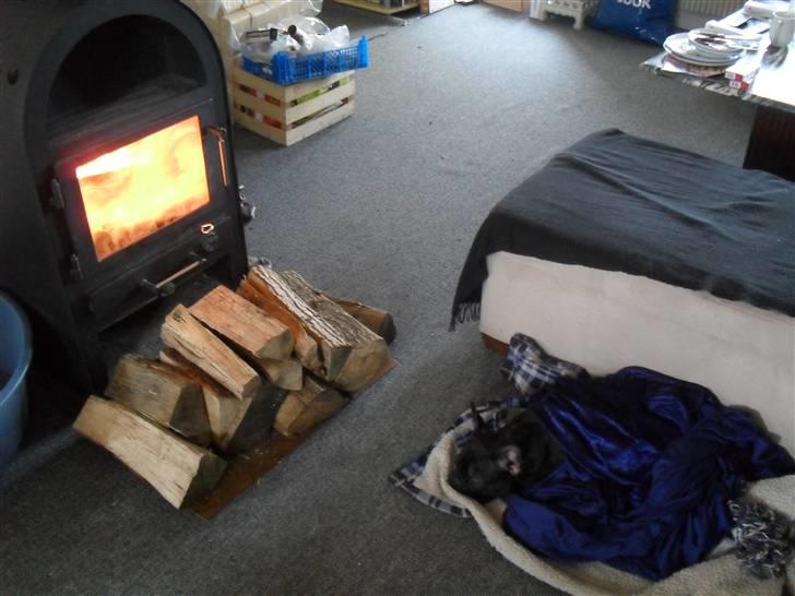 Fransk bulldog Buster R.I.P - ligger lige og putter lidt billede 13