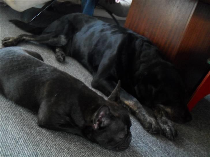 Fransk bulldog Buster R.I.P - min nye ven KING og jeg hygger lidt. billede 14