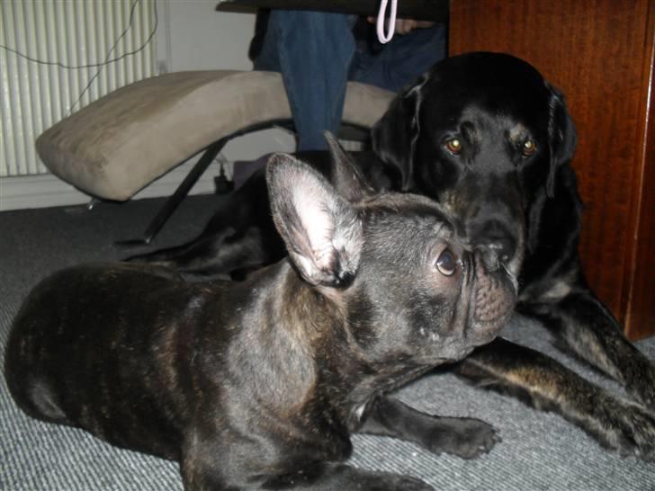 Fransk bulldog Buster R.I.P billede 15