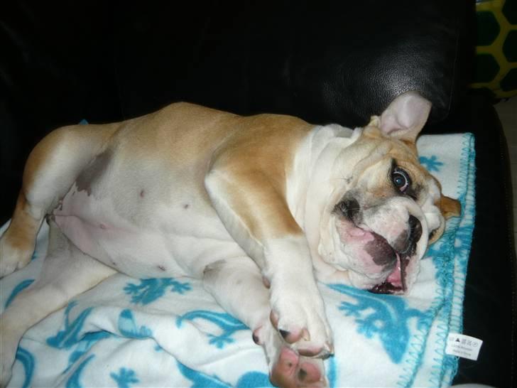Engelsk bulldog Fiona - Som hun dog kan ligge nogen gange :) billede 7