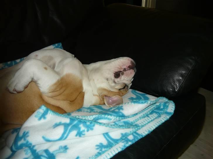 Engelsk bulldog Fiona - Sådan sover man åbenbart godt ? :b billede 8