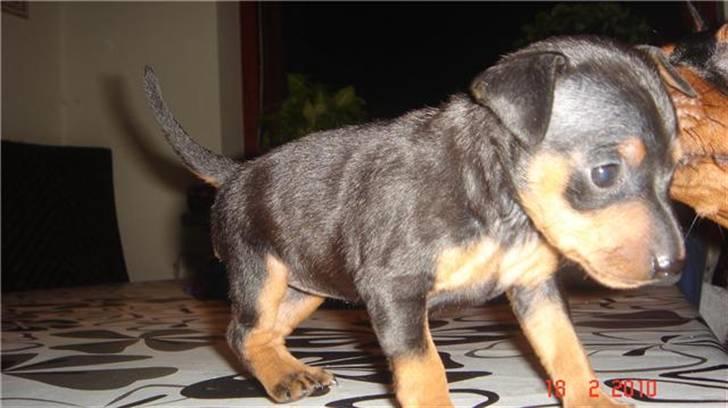 Dvaergpinscher Zafir - Ja så gider jeg ikke fotograferes mere... ses... billede 1