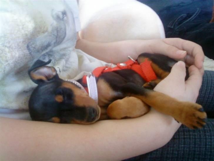 Dvaergpinscher Zafir - her ligger jeg gode billede 2