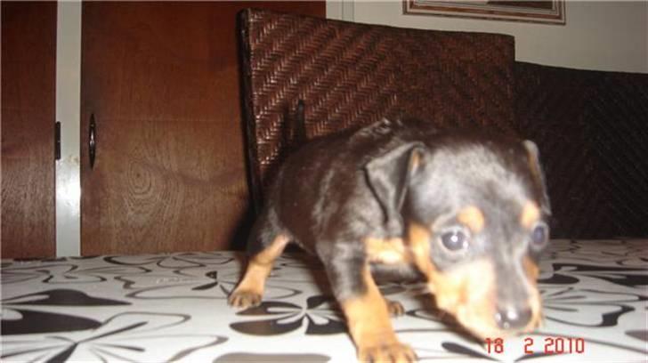 Dvaergpinscher Zafir - Jeg vil stadig gerne nede til de andre. billede 3