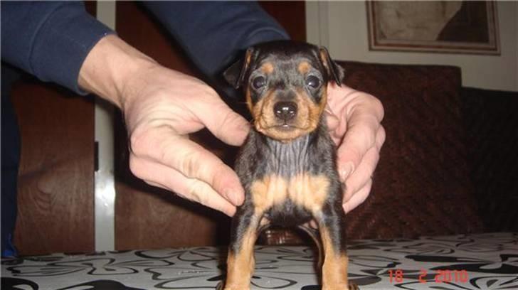 Dvaergpinscher Zafir - Ja så er jeg også oprejst... Hmm se lige hvor smuk jeg er... billede 4