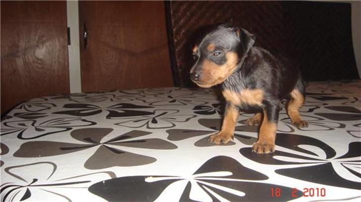 Dvaergpinscher Zafir - Jeg blinker lige tilbage... Hey (mor) Maria. billede 5