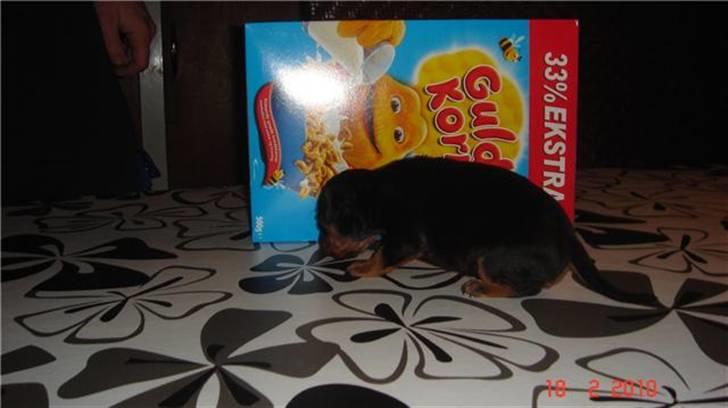 Dvaergpinscher Zafir - Gad vide om jeg kan spise det der er i den kasse? billede 7