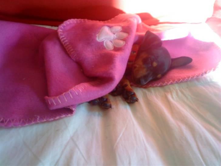 Dvaergpinscher Zafir - zzzzz er jeg ikke søde når jeg sover billede 8