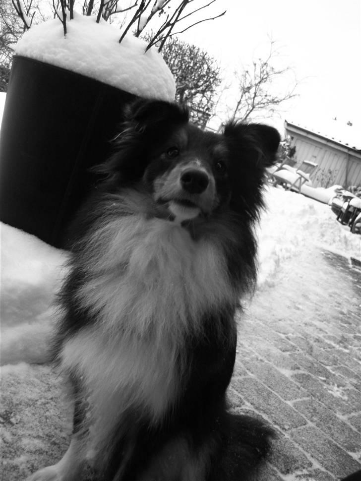 Shetland sheepdog Spirens Enya - d. 31.01.2010 - #Foto: Mig billede 9