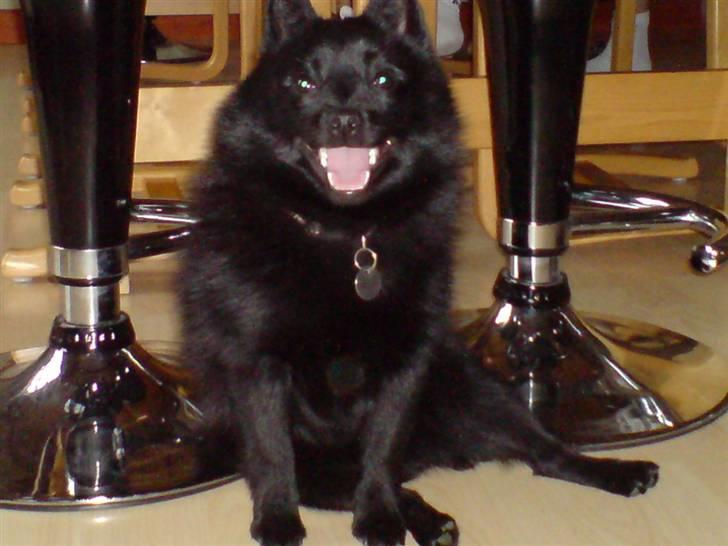 Schipperke Sylvester - Puha det er varmt idag. billede 6