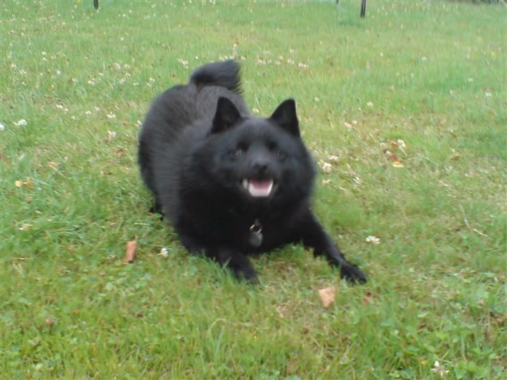 Schipperke Sylvester - Kom nu....leg med mig. billede 9