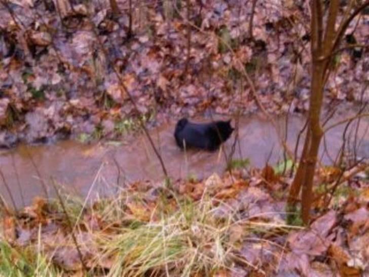 Schipperke Sylvester - Sylle elsker vand, bare det ikke er for dybt. billede 10