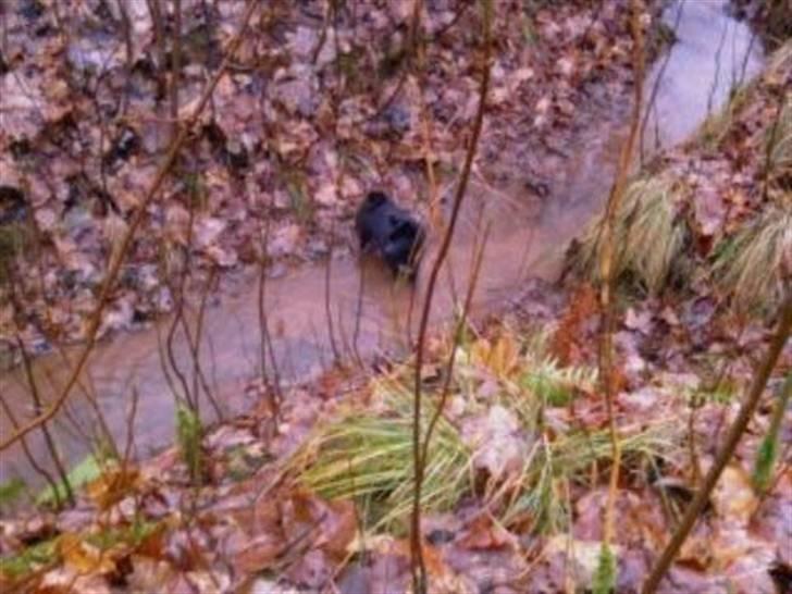 Schipperke Sylvester - Sylle elsker vand, bare det ikke er for dybt. billede 11