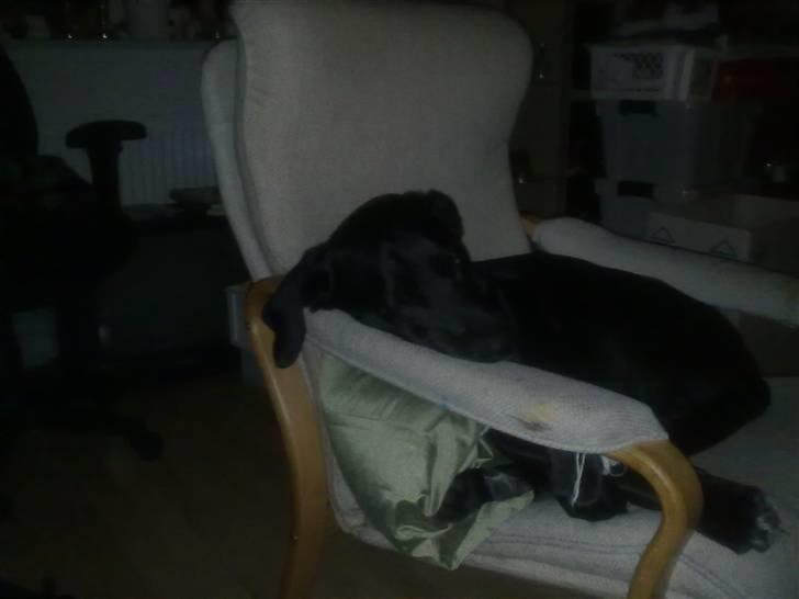 Labrador retriever Basse - Hvorfor ligge på gulvet når jeg kan ligge dejligt i stolen. billede 1