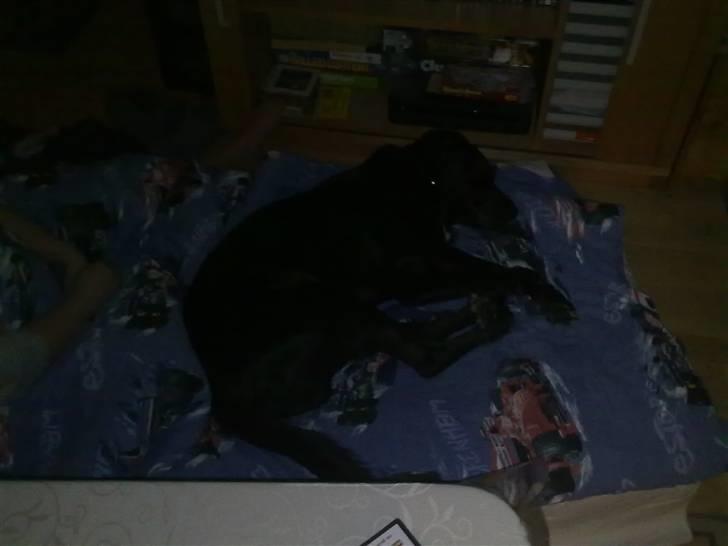 Labrador retriever Basse - Faster tror hun skal sover her men jeg kom altså først. billede 5