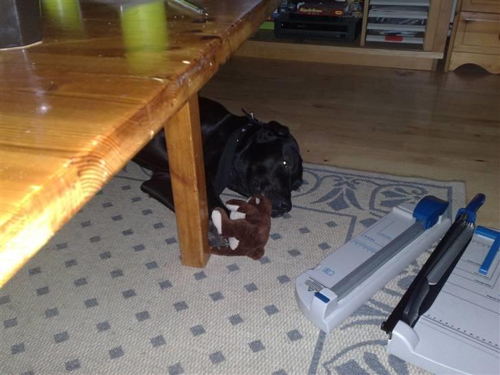 Labrador retriever Basse - Hygger mig med min bamse. billede 6