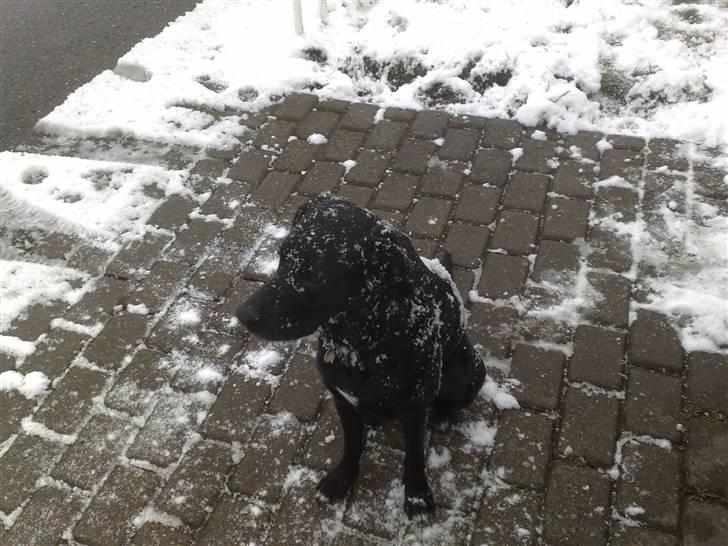 Labrador retriever Basse - Man bliver meget hvid ved at lege i sneen. billede 7