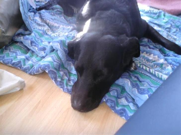 Labrador retriever Basse - Et tæppe... Her ligger jeg mig lige. billede 8