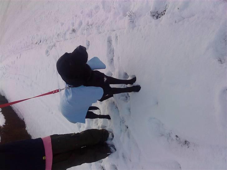 Labrador retriever Basse - Så har jeg fået mit ude tæppe på. billede 10